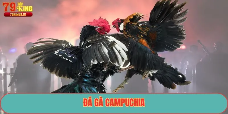 Đá Gà Campuchia